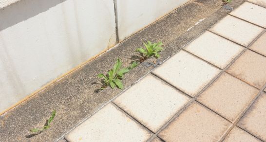 苔や雑草が生え始めた